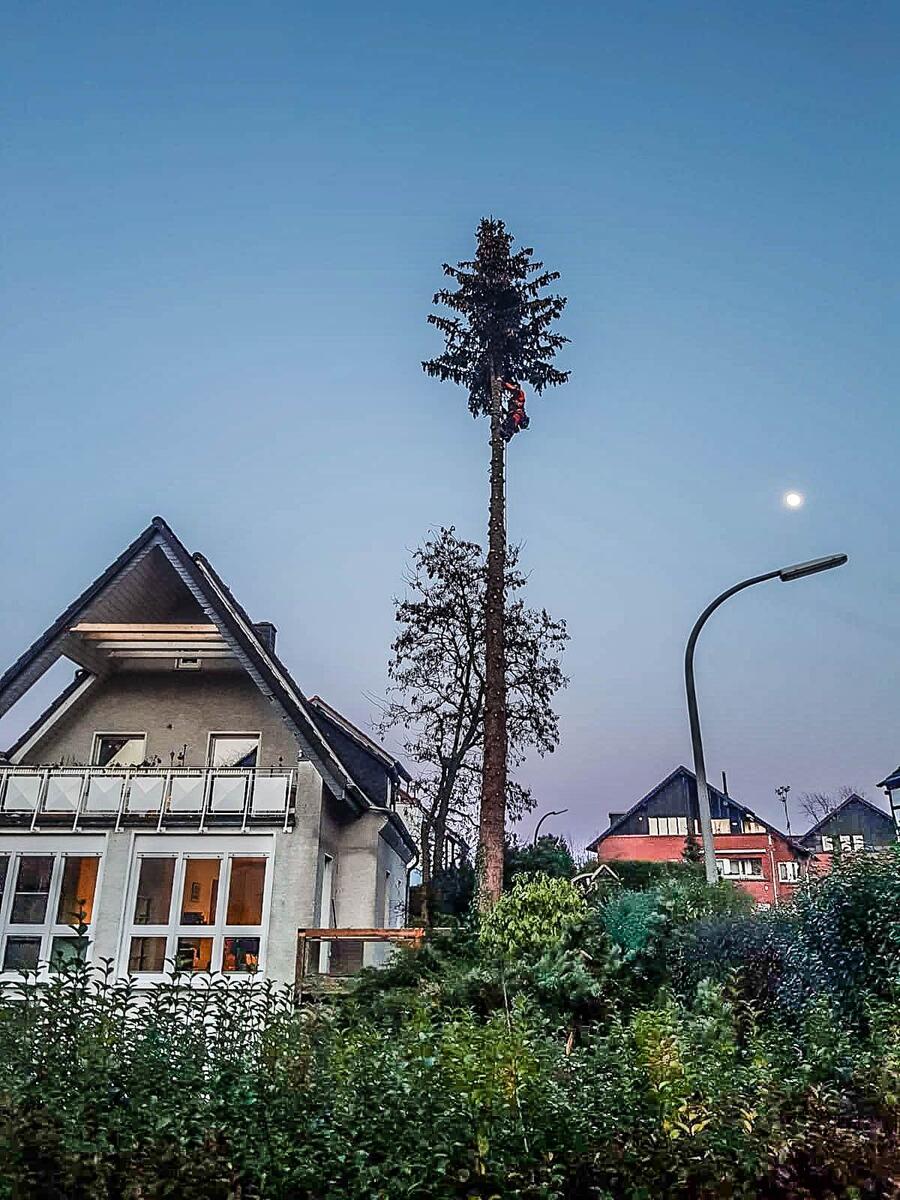 Arbeit im Kronenbereich