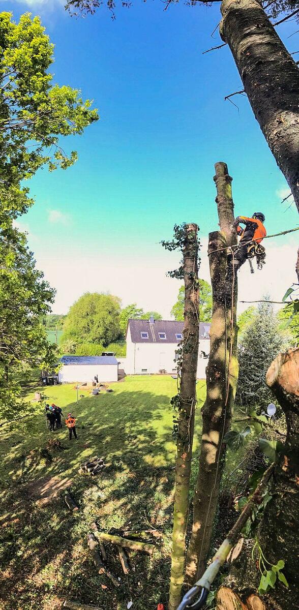 Seilunterstützte Klettertechnik am Baum