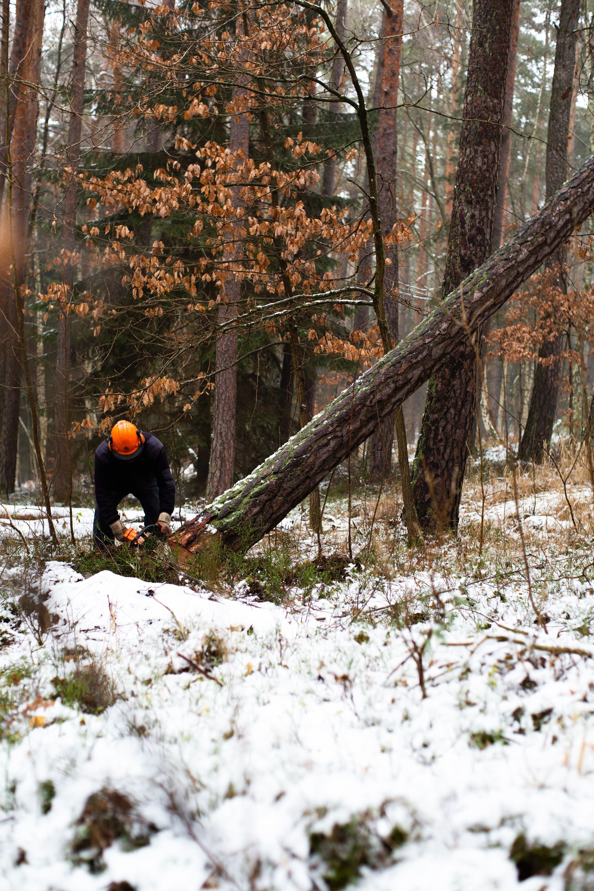 Baumkletterer bei der Fällarbeit im winterlichen Wald
